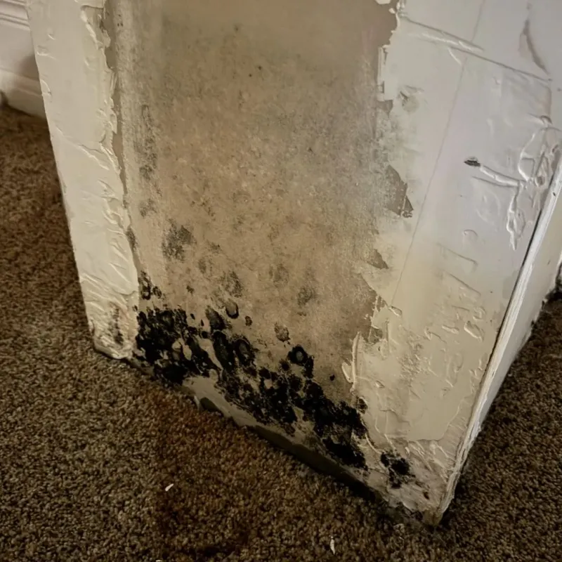Professional Mold Removal in Frazier Park, CA